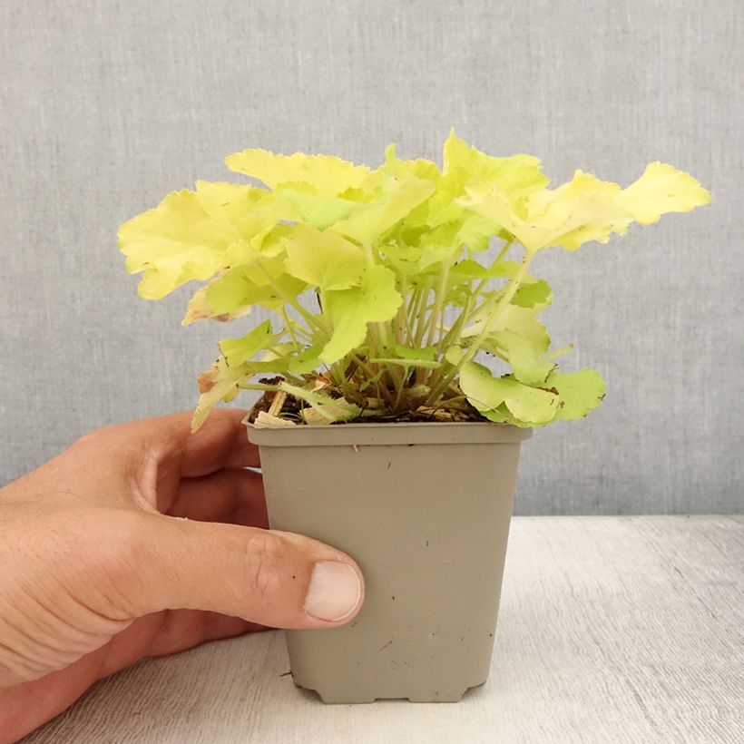 Amostra de Heuchera Citronelle Vaso de 8/9 cm tal como entregue no verão