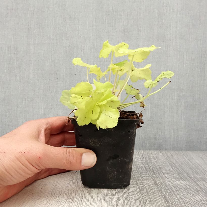 Amostra de Heuchera Citronelle Vaso de 8/9 cm tal como entregue na primavera