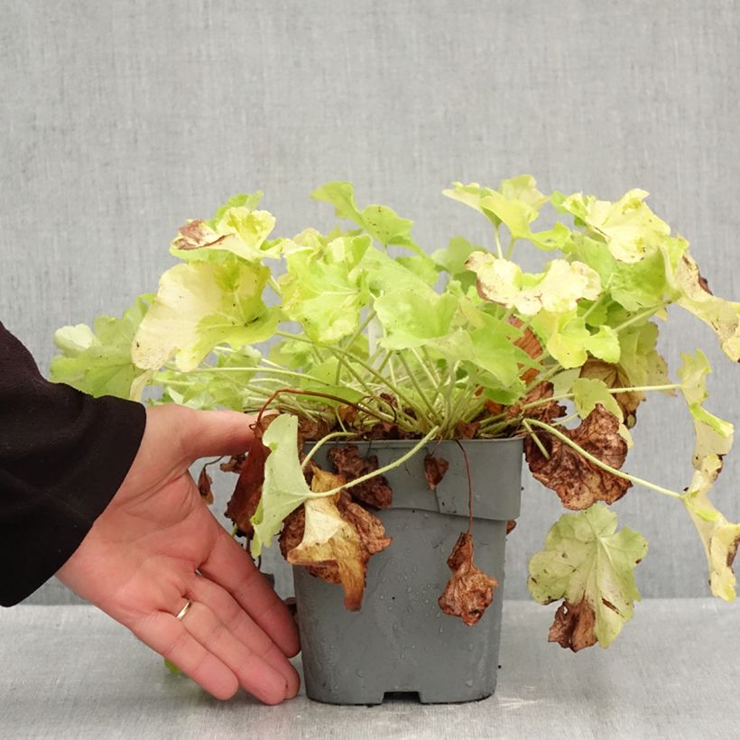 Amostra de Heuchera Citronelle Vaso de 1,5 L/2 L tal como entregue no outono