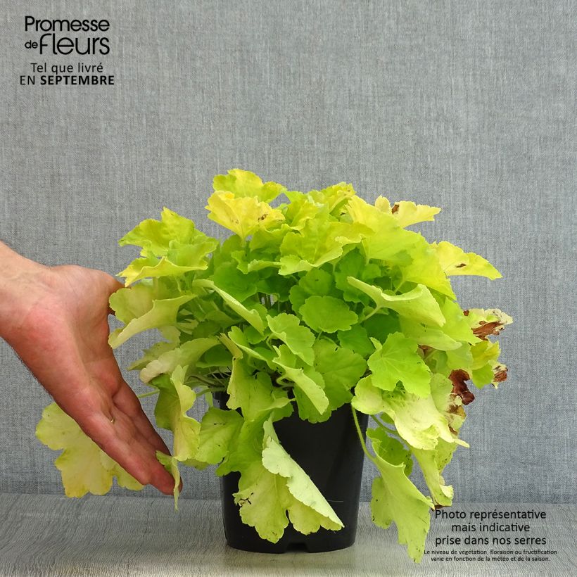Amostra de Heuchera Citronelle Vaso de 1,5 L/2 L tal como entregue no verão