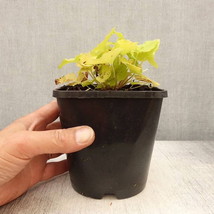 Amostra de Heuchera Citronelle Vaso de 1,5 L/2 L tal como entregue na primavera