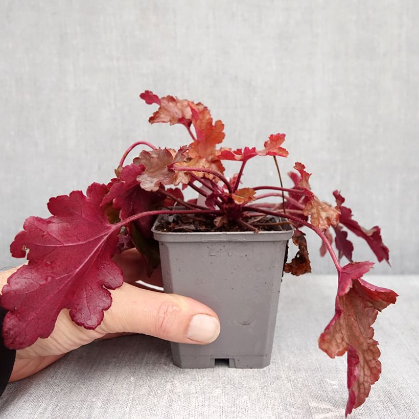 Amostra de Heuchera Coral Sea Vaso de 8/9 cm tal como entregue no outono