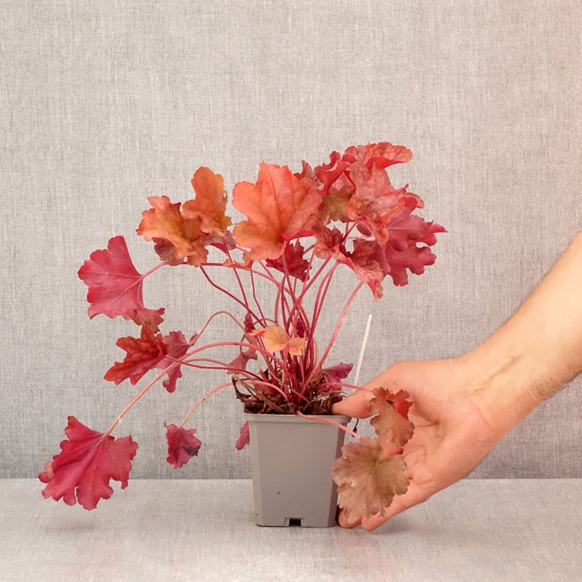Amostra de Heuchera Coral Sea Vaso de 8/9 cm tal como entregue no verão