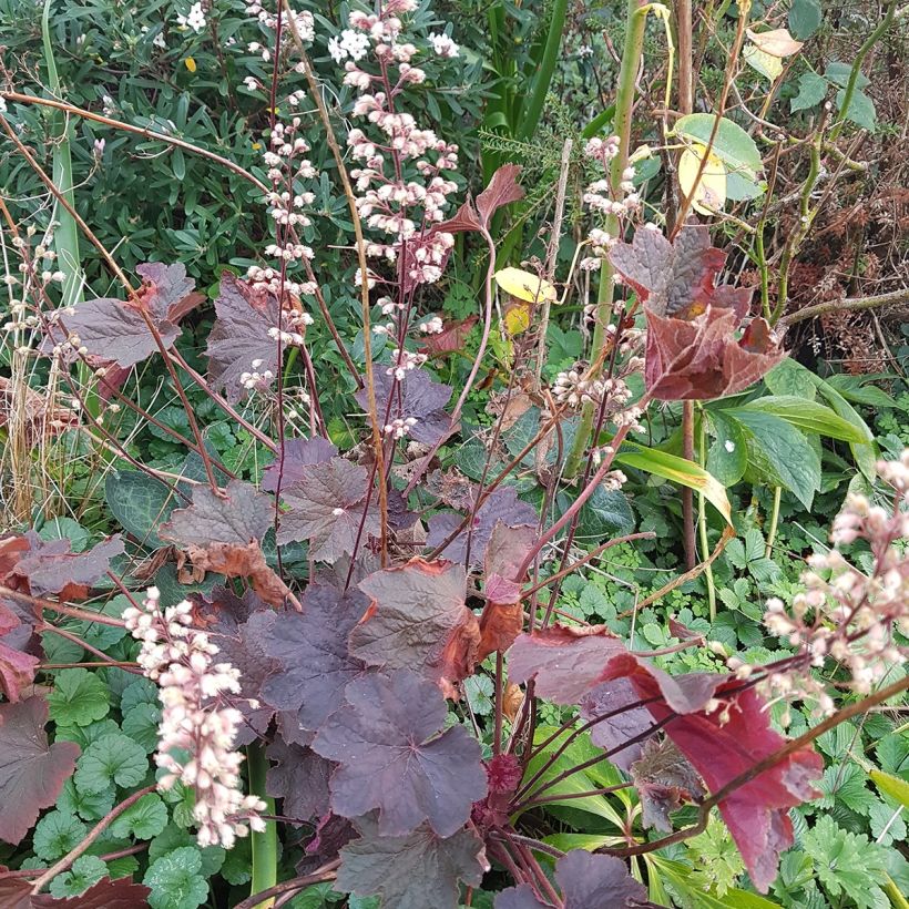 Heuchera Dark Magic (Hábito)