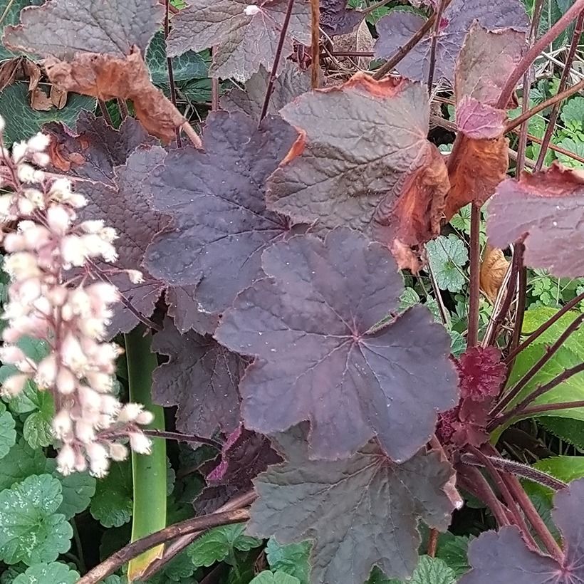 Heuchera Dark Magic (Folhagem)