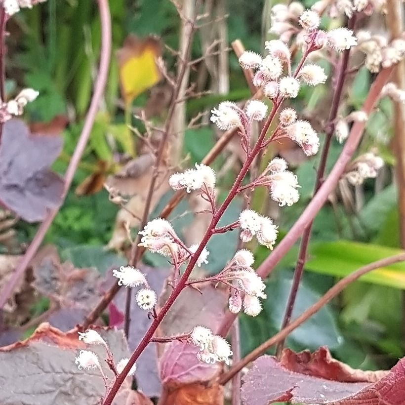 Heuchera Dark Magic (Floração)