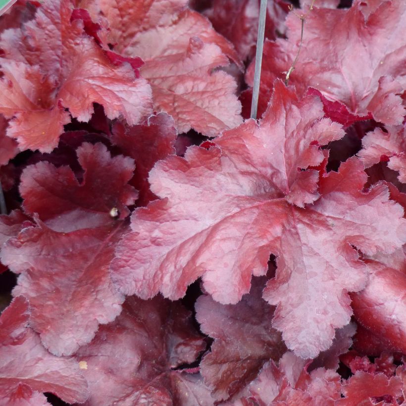 Heuchera Forever Red (Folhagem)