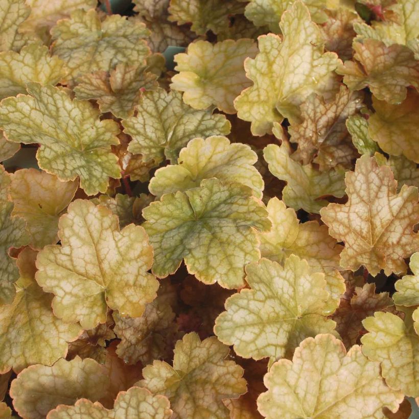 Heuchera Ginger Ale (Folhagem)
