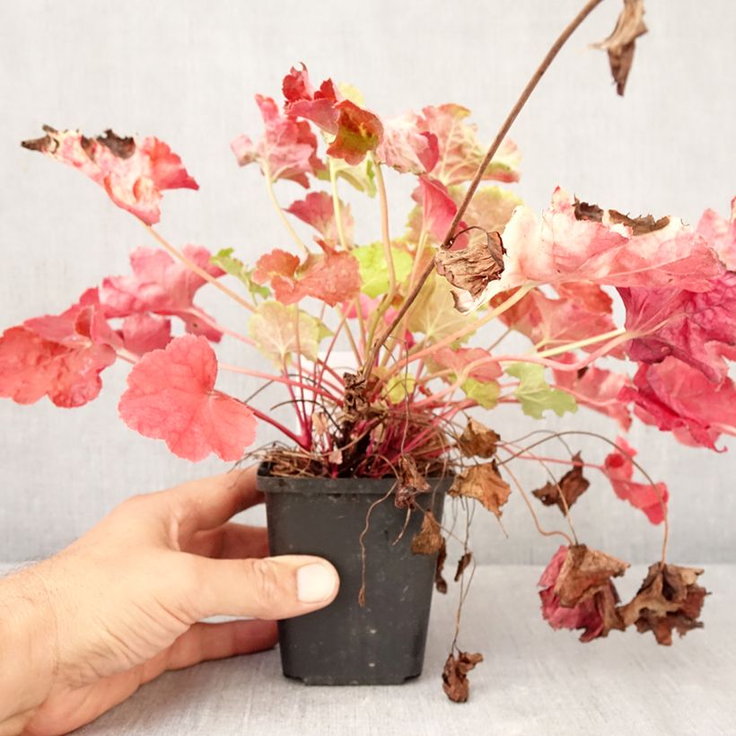 Amostra de Heuchère - Heuchera Happy Flames Godet de 8/9 cm tal como entregue no outono