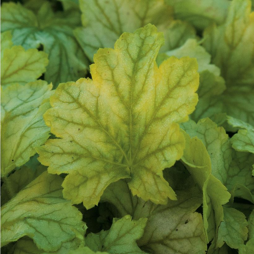 Heuchera Mint Julep (Folhagem)