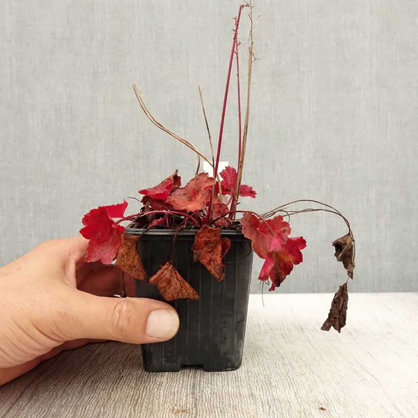 Amostra de Heuchera Little Cutie Blondie Vaso de 8/9 cm tal como entregue no outono