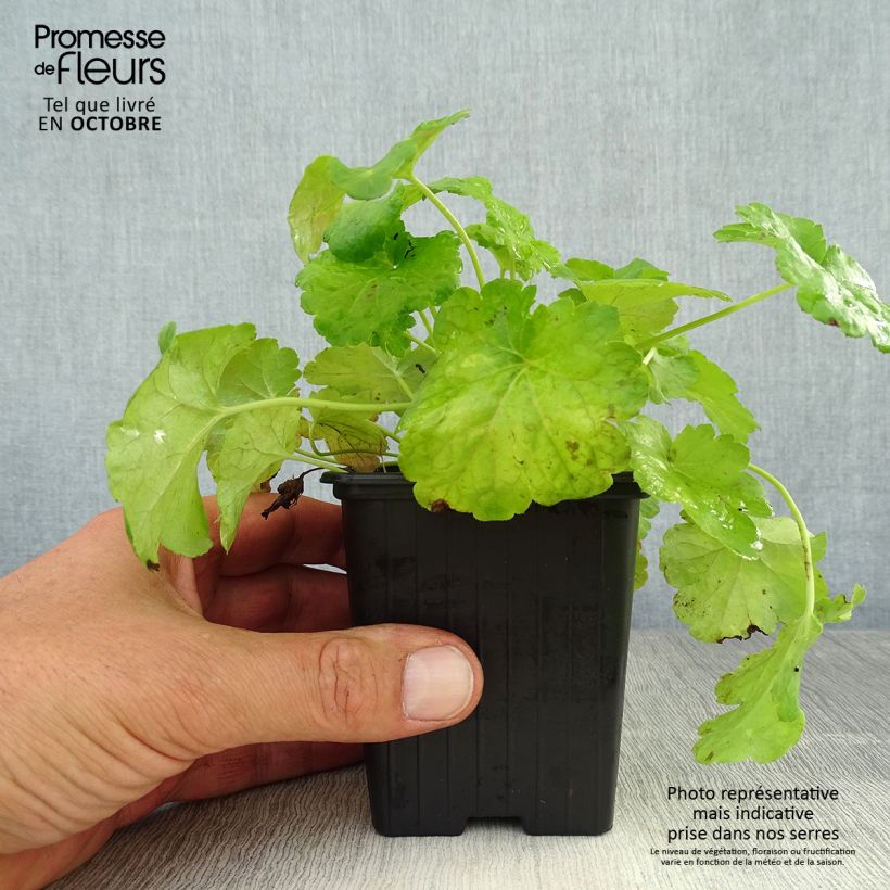 Amostra de Heuchera Little Cuties Sweet Tart Vaso de 8/9 cm tal como entregue no outono