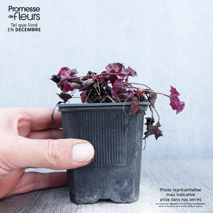 Amostra de Heuchera micrantha Cappuccino Vaso de 8/9 cm tal como entregue no outono