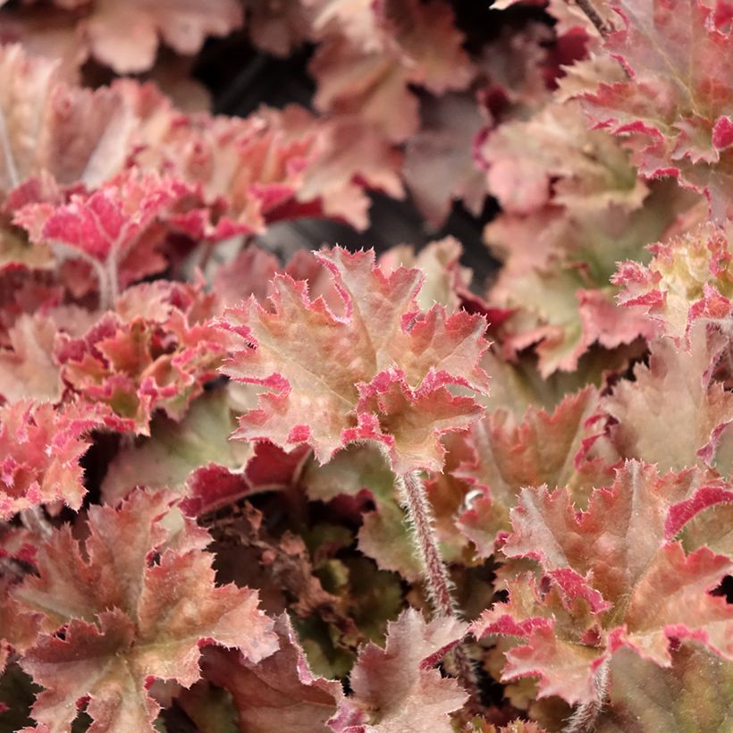Heuchera micrantha Cappuccino (Folhagem)