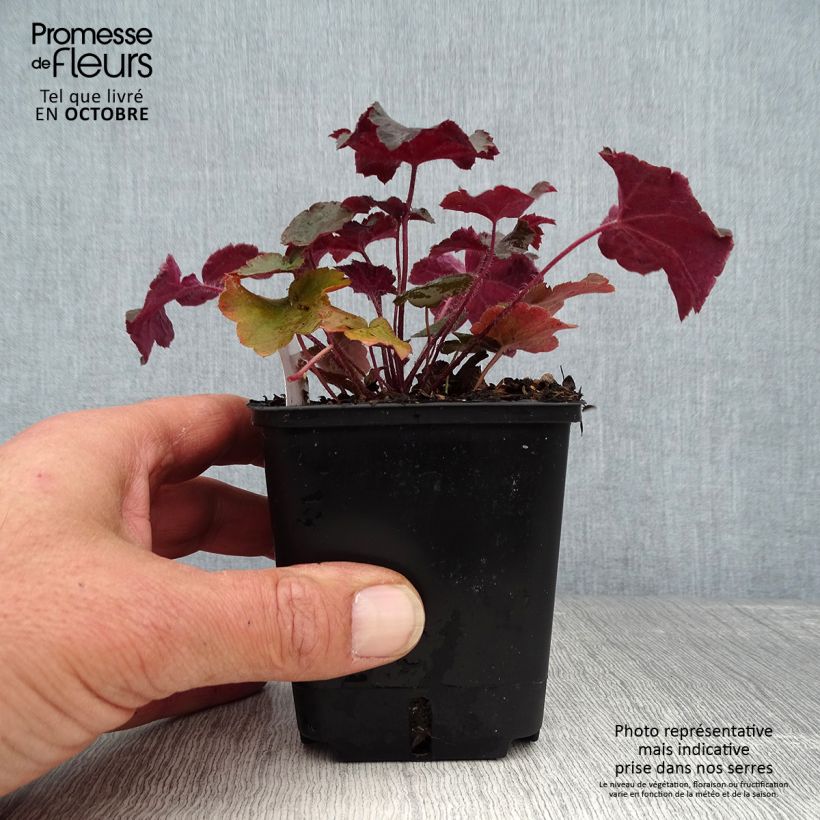 Amostra de Heuchera micrantha var. diversifolia Palace Purple Vaso de 7/8 cm tal como entregue no outono