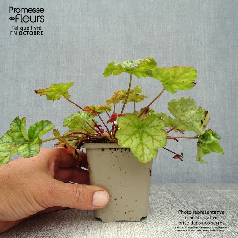 Amostra de Heuchera Mint Frost Vaso de 8/9 cm tal como entregue no outono