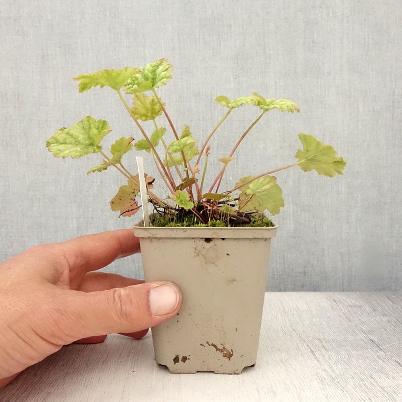 Amostra de Heuchera Mint Frost Vaso de 8/9 cm tal como entregue no verão