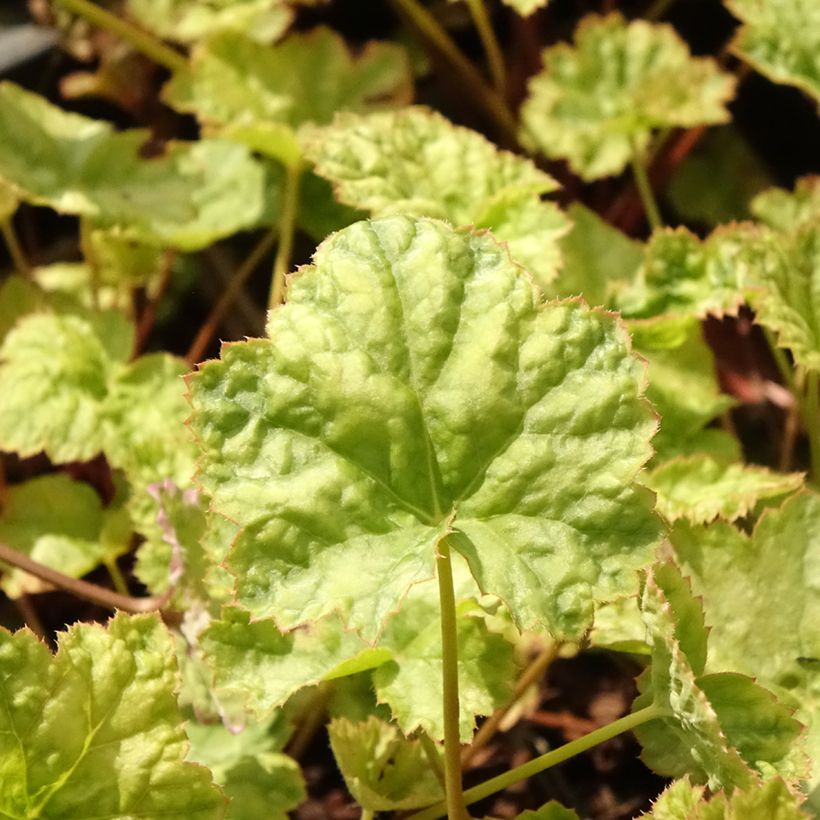 Heuchera Mint Frost (Folhagem)