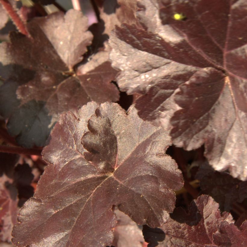 Heuchera Obsidian (Folhagem)