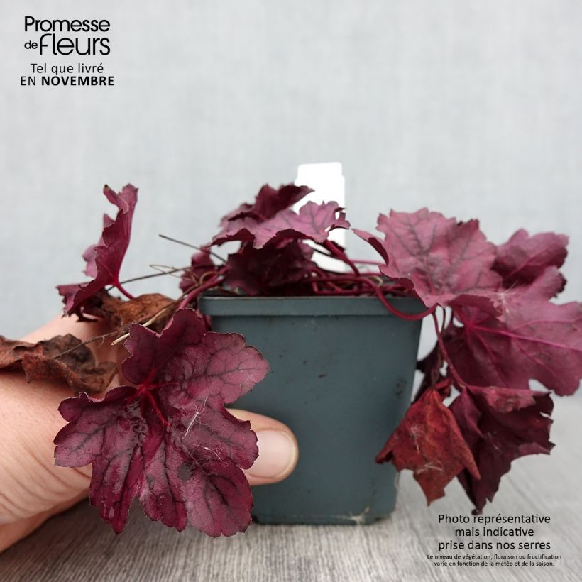 Amostra de Heuchera Pink Panther Vaso de 8/9 cm tal como entregue no outono