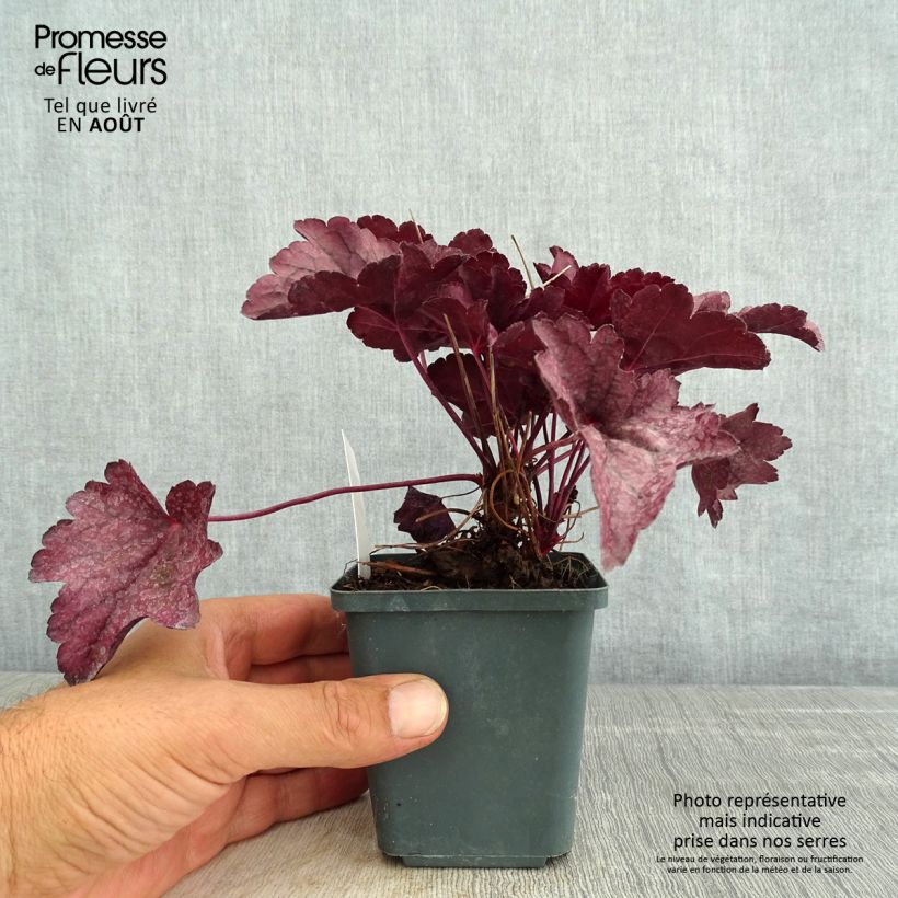 Amostra de Heuchera Pink Panther Vaso de 8/9 cm tal como entregue no verão