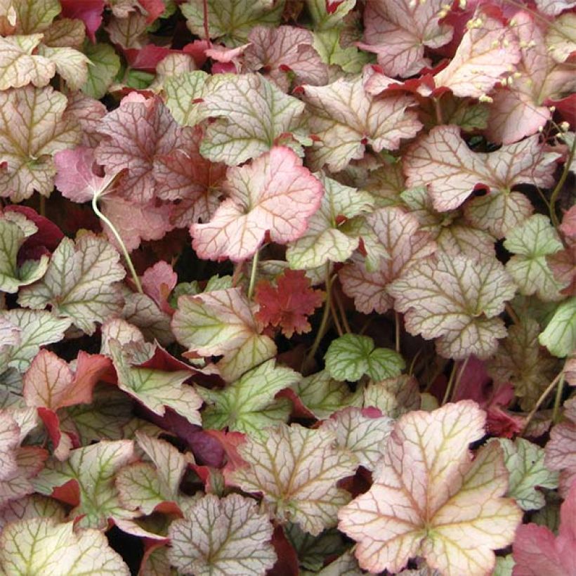Heuchera Pinot Gris (Folhagem)