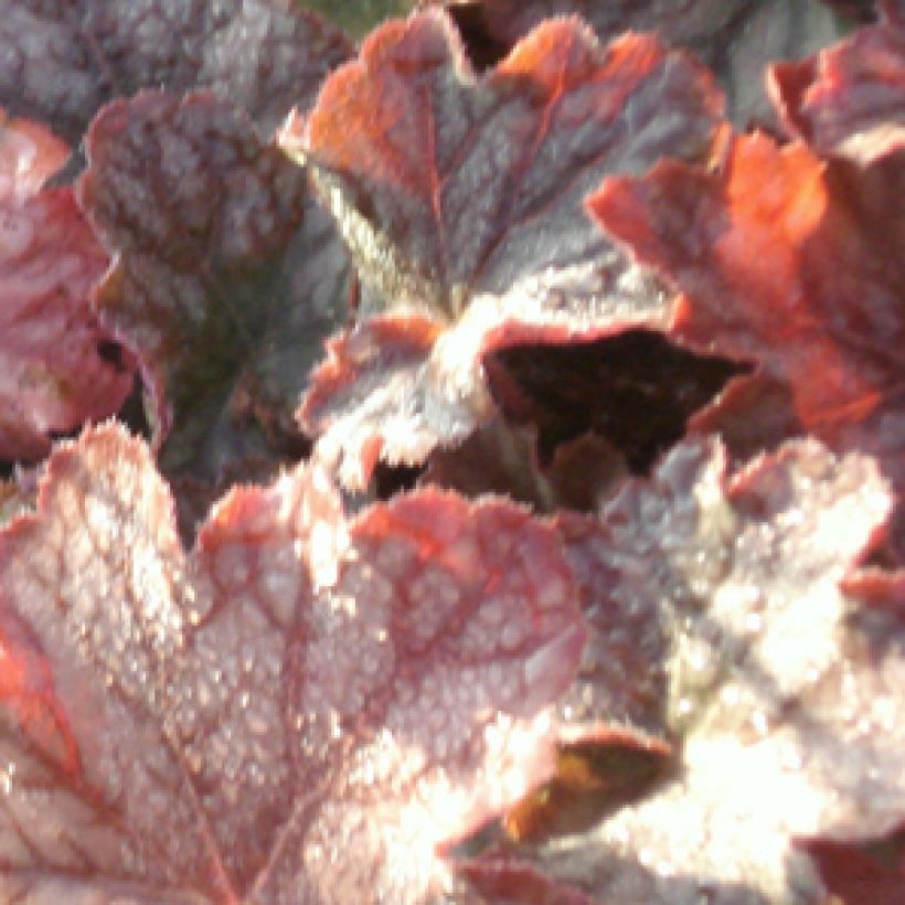 Heuchera Pinot Noir (Folhagem)