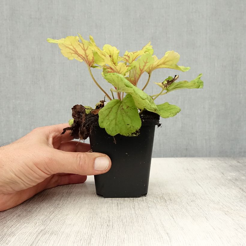 Amostra de Heuchera Red Lightning Vaso de 8/9 cm tal como entregue no outono