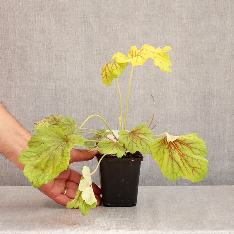 Amostra de Heuchera Red Lightning Vaso de 8/9 cm tal como entregue no verão
