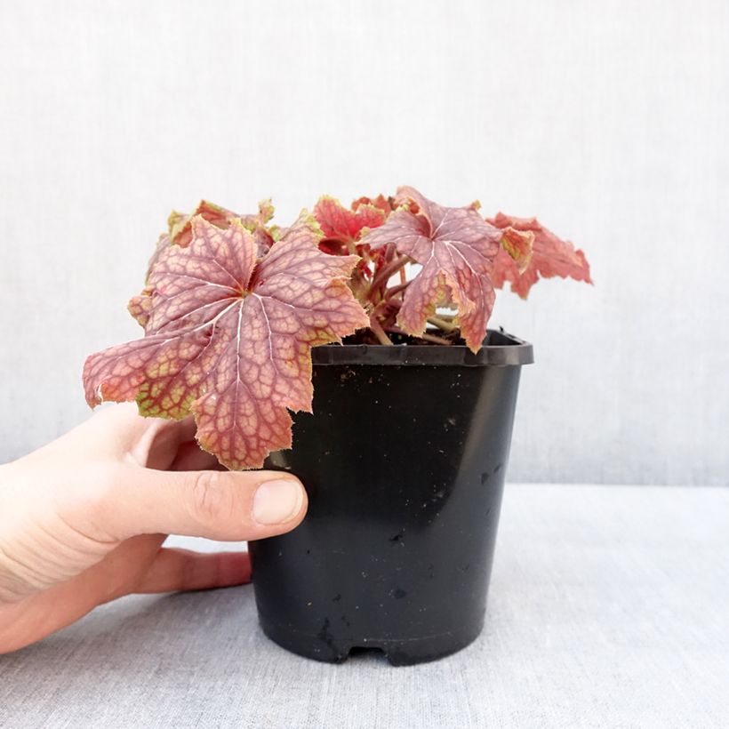 Amostra de Heuchera Red Lightning Vaso de 1,5 L/2 L tal como entregue no inverno