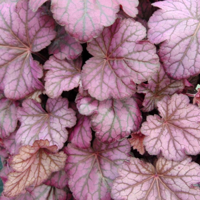 Heuchera Wild Rose (Folhagem)