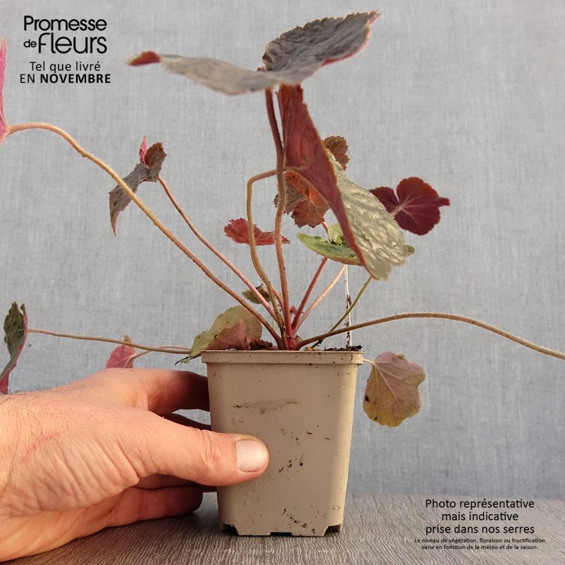 Amostra de Heuchera XXL Vaso de 8/9 cm tal como entregue no outono