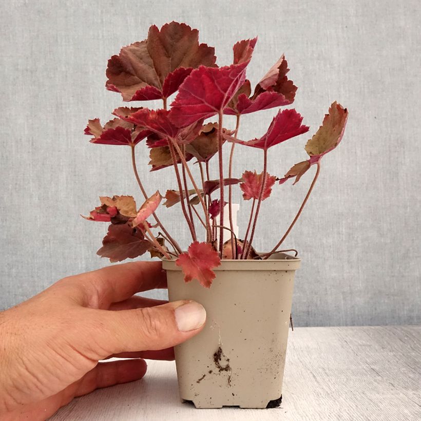 Amostra de Heuchera XXL Vaso de 8/9 cm tal como entregue no verão