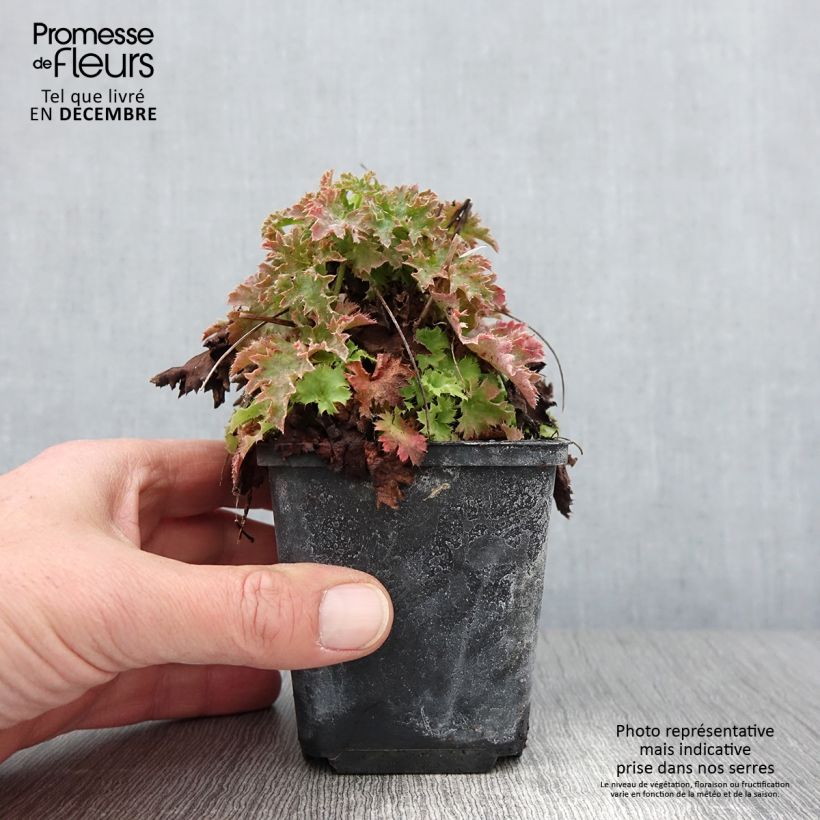 Amostra de Heuchère - Heuchera Apple Crisp Godet de 8/9 cm tal como entregue no outono