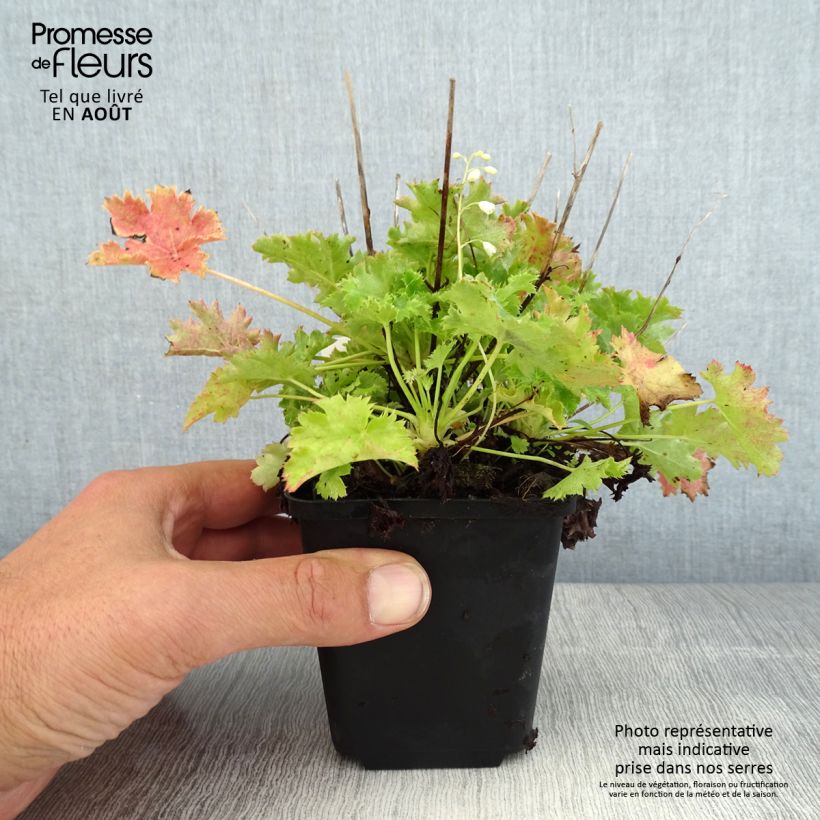 Amostra de Heuchera Apple Crisp Vaso de 8/9 cm tal como entregue no verão