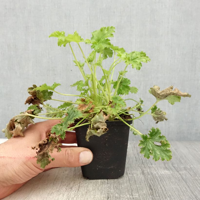 Amostra de Heuchera Apple Crisp Vaso de 8/9 cm tal como entregue na primavera