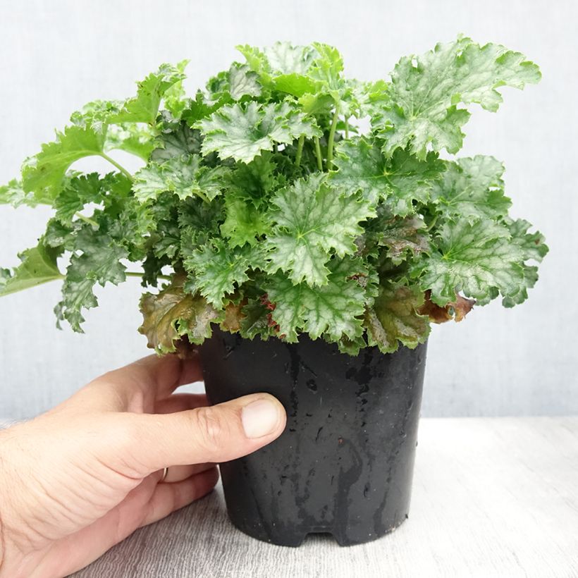 Amostra de Heuchera Apple Crisp Vaso de 1 L/1,5 L tal como entregue no verão