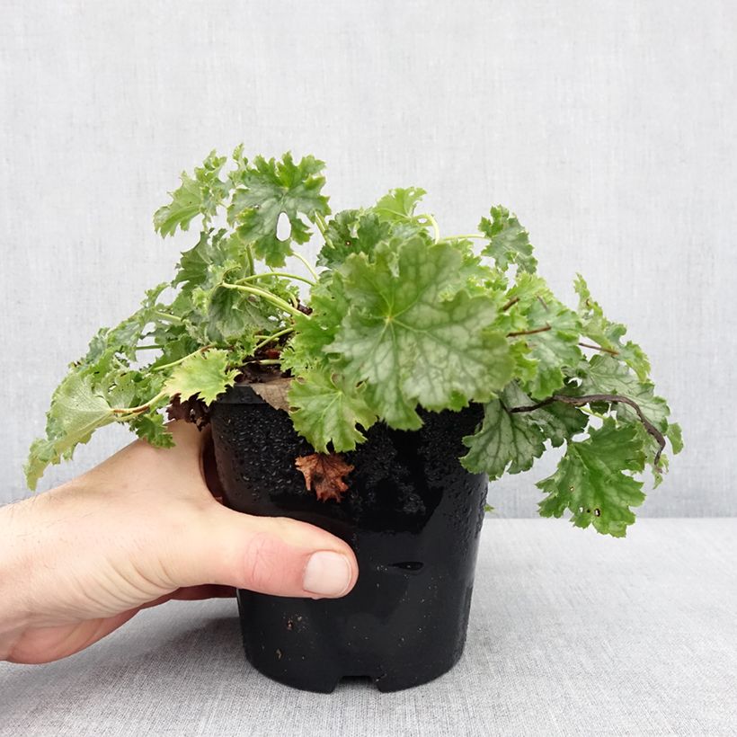 Amostra de Heuchère Apple Crisp Vaso de 1 L/1,5 L tal como entregue no inverno