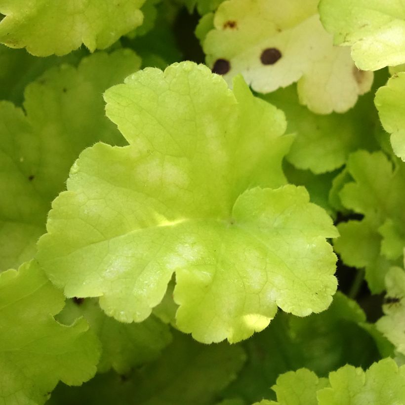 Heuchera Apple Twist (Folhagem)