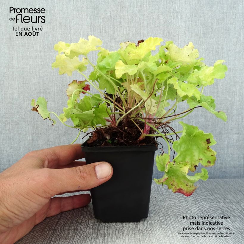 Amostra de Heuchera Apple Twist Vaso de 8/9 cm tal como entregue no verão