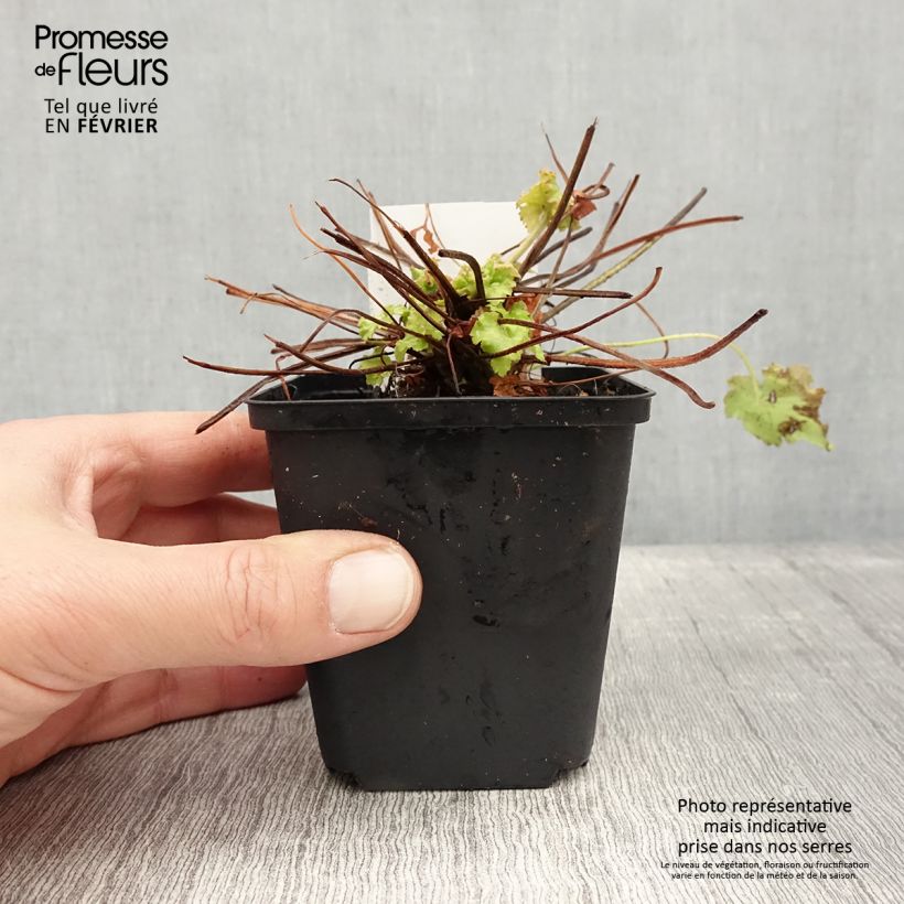 Amostra de Heuchère Apple Twist Vaso de 8/9 cm tal como entregue no inverno