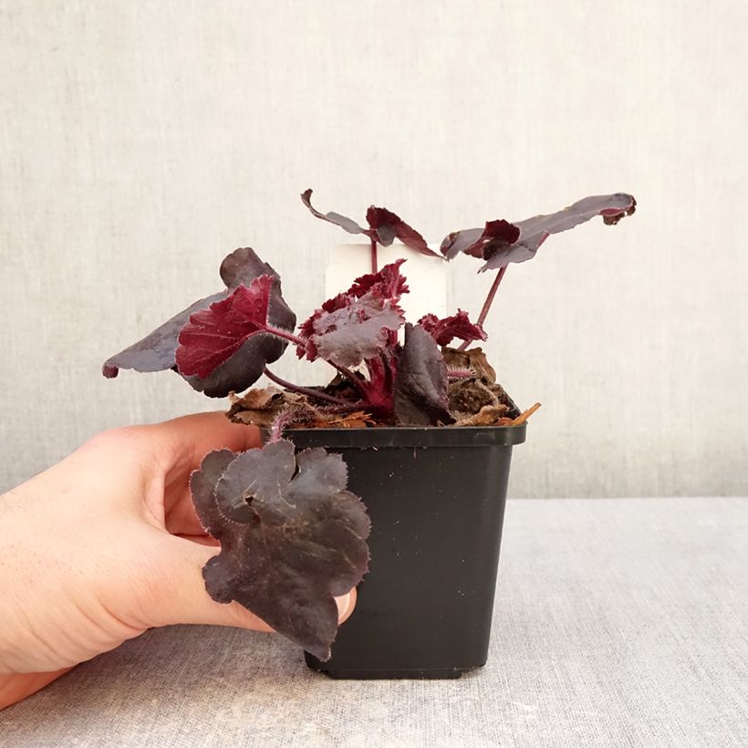Amostra de Heuchera Black Forest Cake Vaso de 8/9 cm tal como entregue no inverno