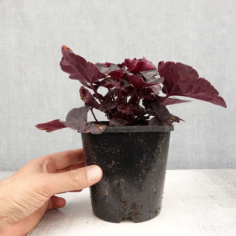 Amostra de Heuchera Black Forest Cake Vaso de 1 L/1,5 L tal como entregue no verão