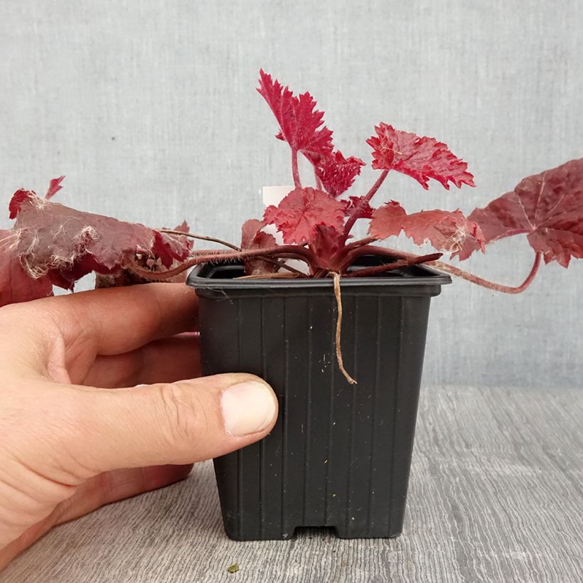 Amostra de Heuchera Bloody Dinosaur Vaso de 8/9 cm tal como entregue na primavera
