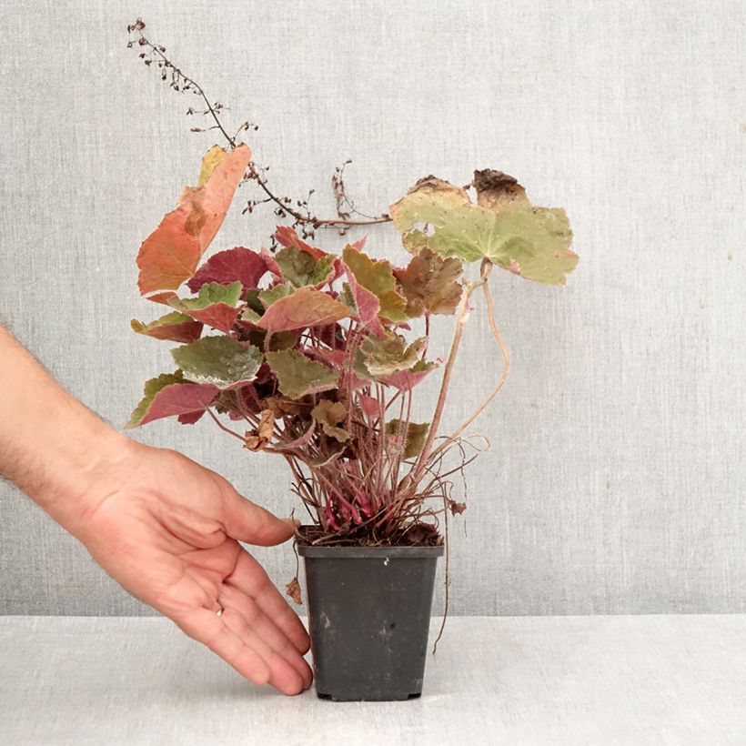 Amostra de Heuchera Brownies Vaso de 8/9 cm tal como entregue no outono