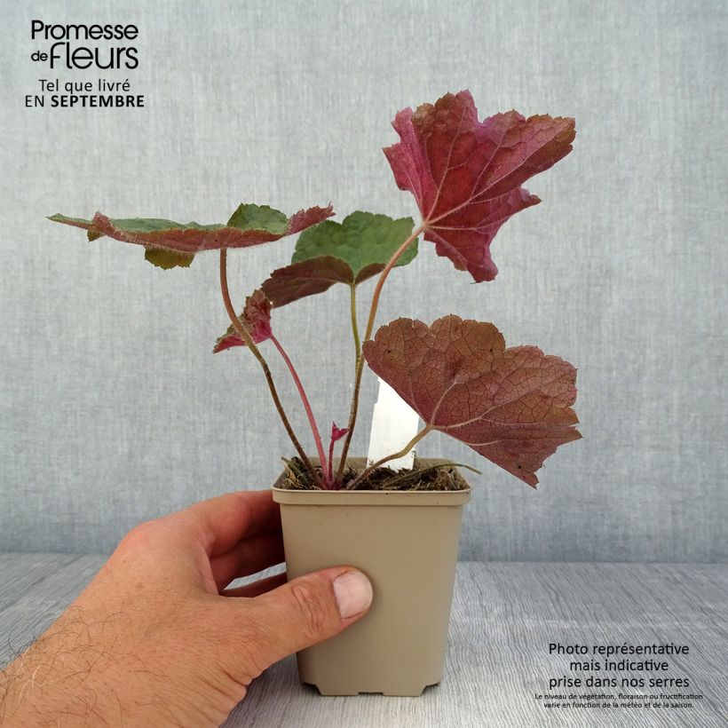 Amostra de Heuchera Brownies Vaso de 8/9 cm tal como entregue no verão