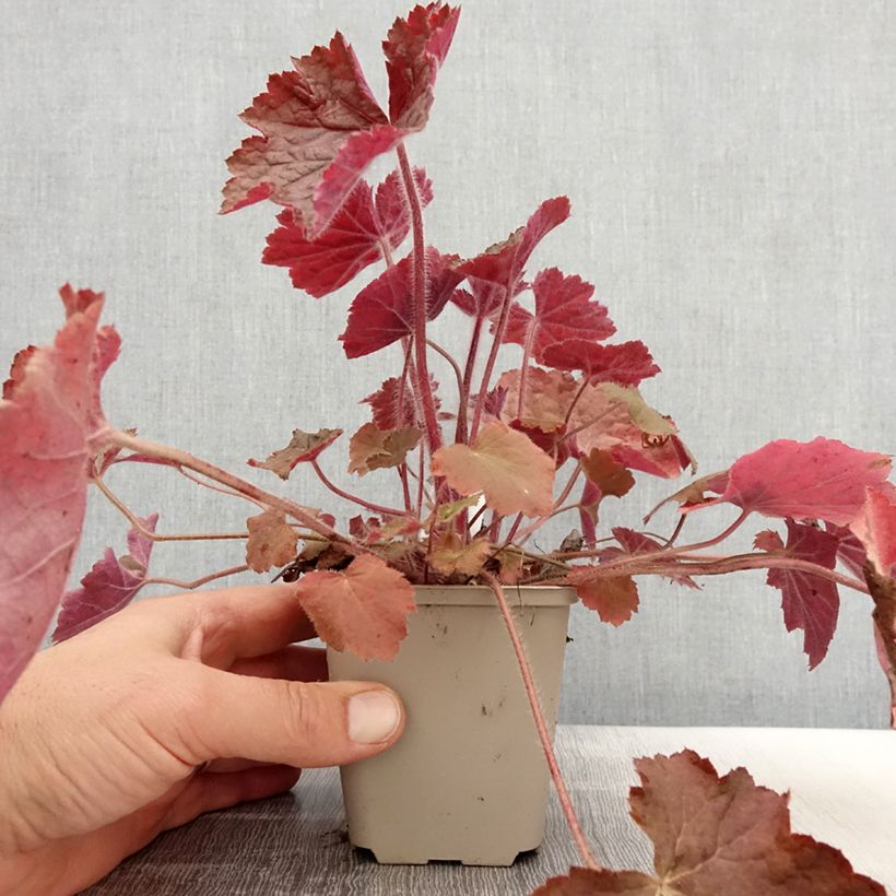 Amostra de Heuchera Brownies Vaso de 8/9 cm tal como entregue na primavera