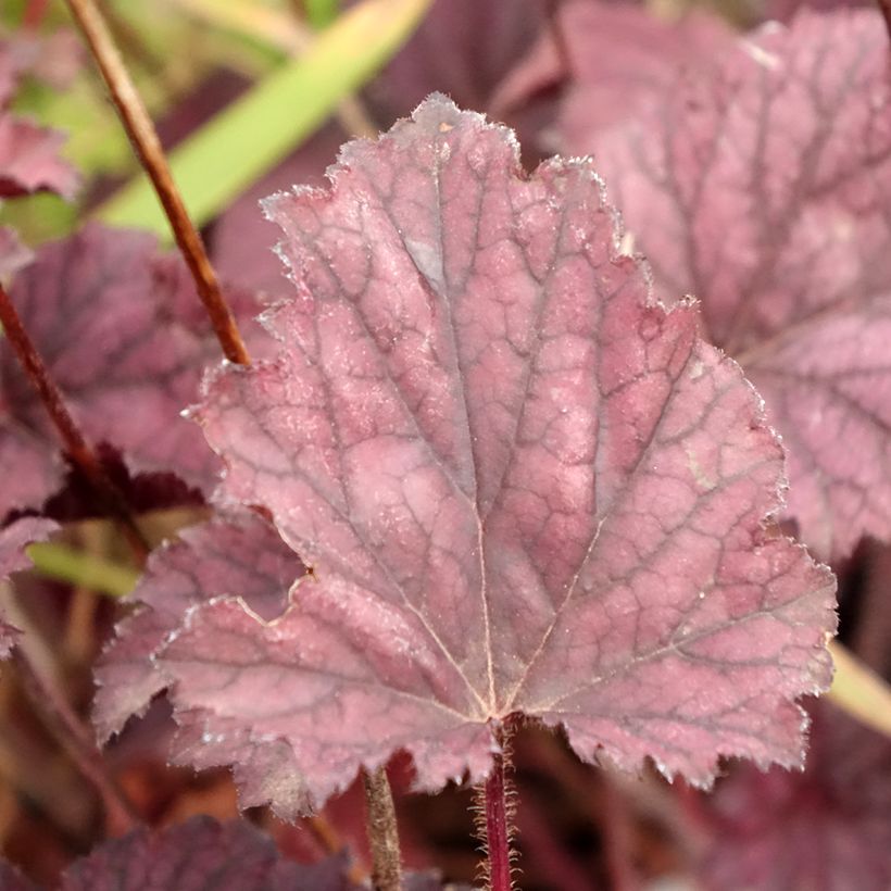 Heuchera Frosted Violet (Folhagem)