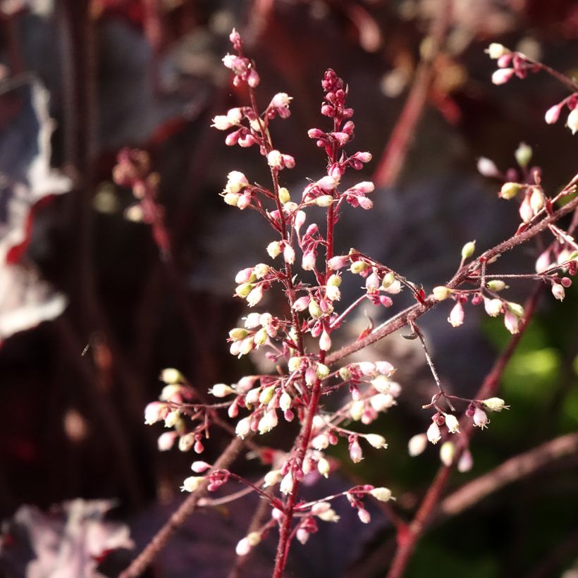 Heuchera Frosted Violet (Floração)