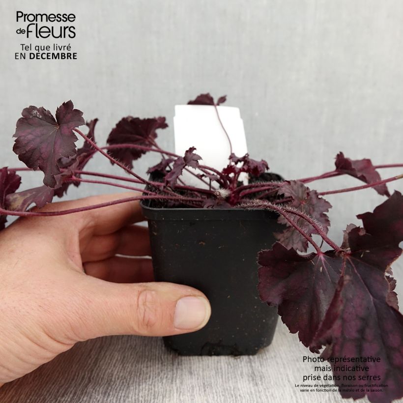 Amostra de Heuchère - Heuchera Frosted Violet Godet de 8/9 cm tal como entregue no outono